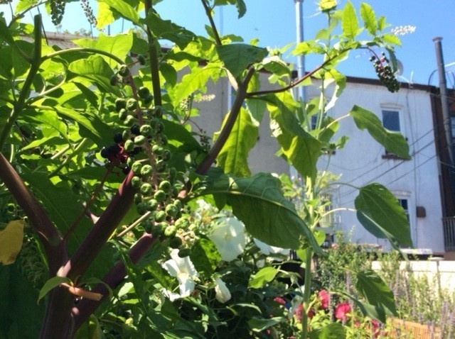 Remedies from my garden: Phytolacca