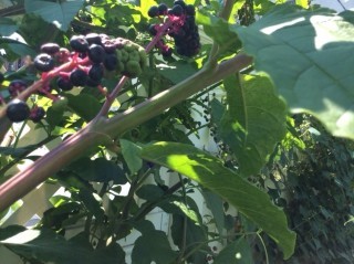 Phytolacca berries and plant detail