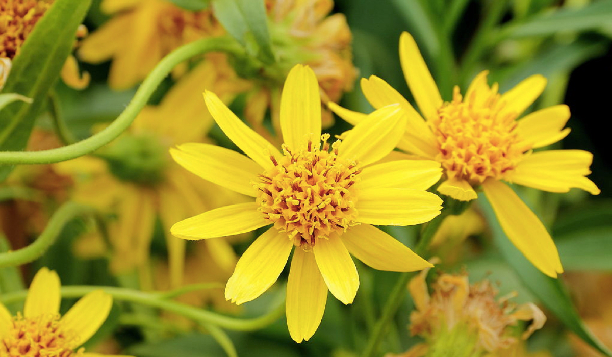 Learning remedies at NYSH