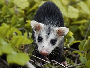 Virginia Opossum
